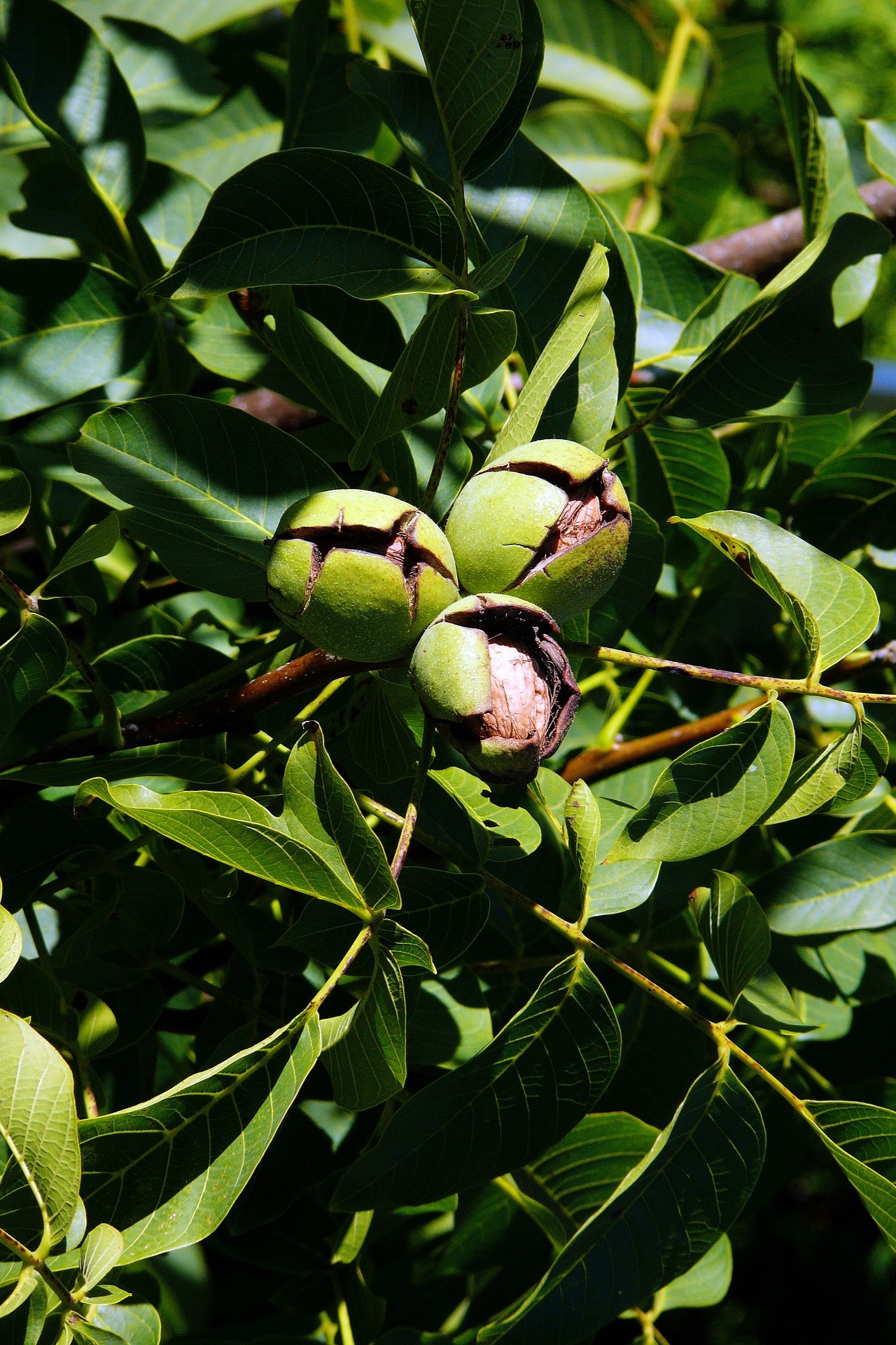 Plant a nut or fruit tree this winter – Replenish