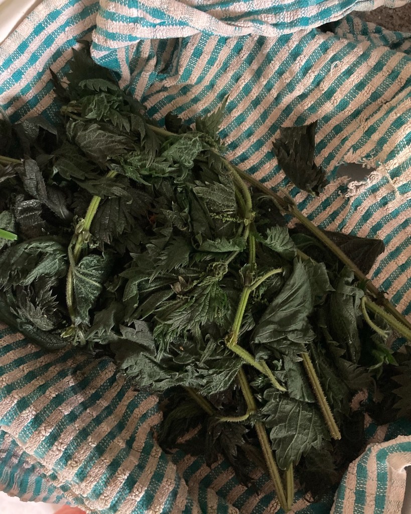 Nettles drying on tea towel