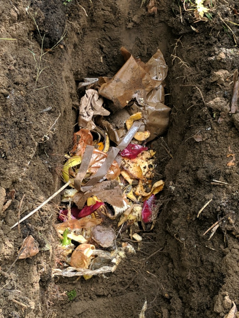 Food scraps in composting trench