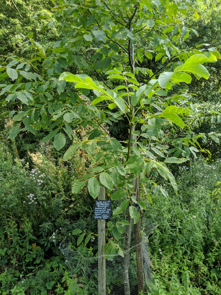 Walnut tree