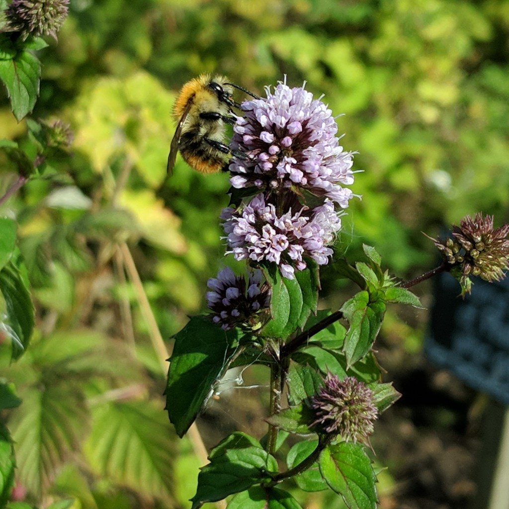 Bumble bee on marjorum flower