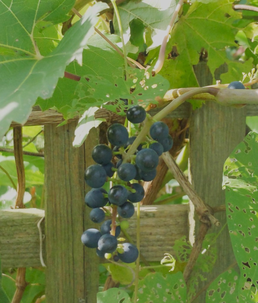 Purple grapes hanging from grape vine
