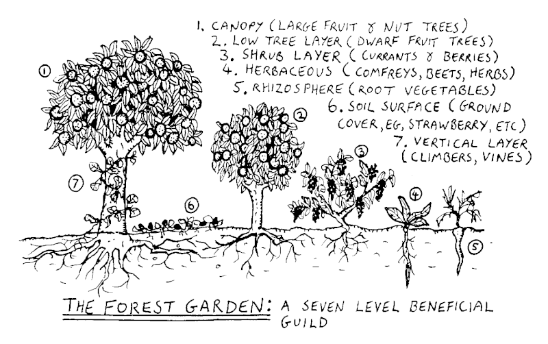 The Forest Garden: A seven layer beneficial guild. 
1. Canopy (large fruit and nut trees)
2. Low tree layer (dwarf fruit trees)
3. Shrub layer (currants and berries)
4. Herbaceous layer (comfreys, beets, herbs)
5. Rhizosphere (root vegetables)
6. Soil surface (ground cover, strawberry)
7. Vertical layer (climbers, vines)