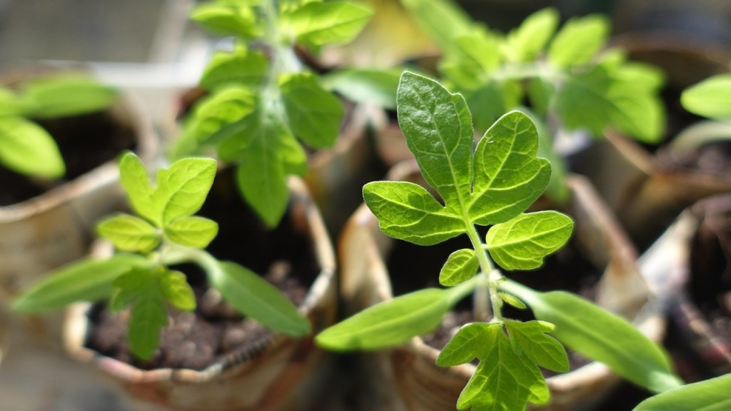 Tomato seedlings with true leaves