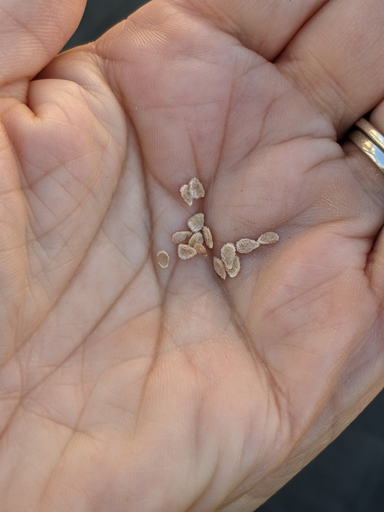 Tomato seeds in hand illustrating size