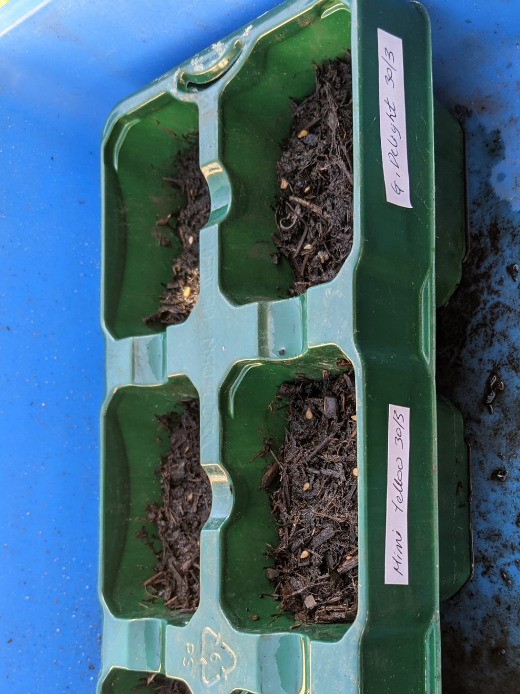 Tomato seeds in modular tray