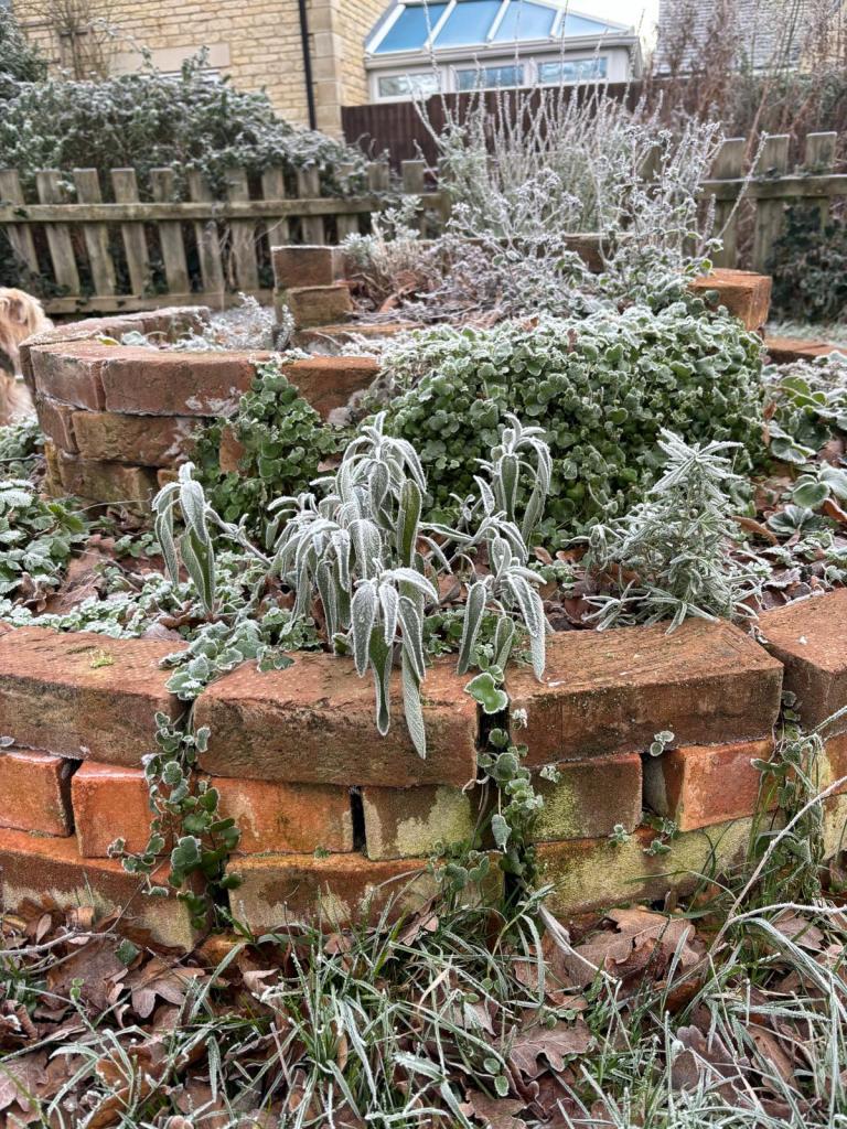 Close-up of herb spiral in frost