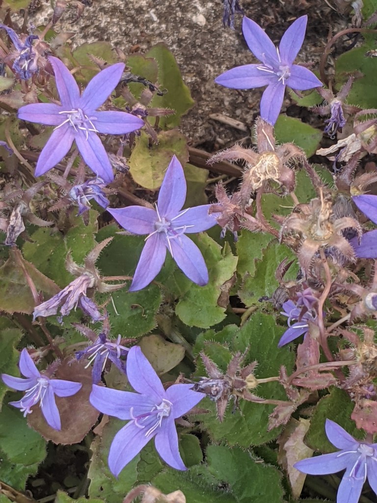 Trailing bellflower