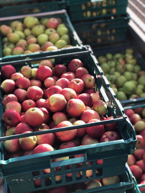 Trays of apples